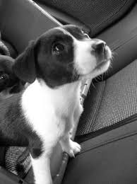Black And White Terrier Mix Short Hair Pin By David Precht On Inspiration Cute Little Animals Baby Dogs Puppies And Kitties