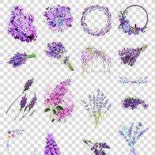 薰衣草png透明png素材鲜花lavender png transparent png material flowers material flowers flowers lavender