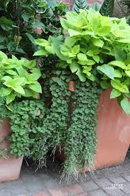 Image result for Dichondra