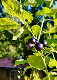 Image result for Solanum scabrum