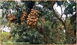 ليتشي Dimocarpus قوائم النبات قوائم النبات انواع الاسماك مع الصور معلوماتية نبات حيوان اسماك فوائد Grapes Fruit Food