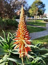 Image result for Aloe arborescens × inyangensis