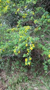 Image result for Buchnera chimanimaniensis