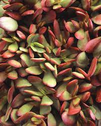 Small red carpet stonecrop (crassula pubescens ssp. Large Red Carpet Stonecrop Crassula Radicans Proven Winners
