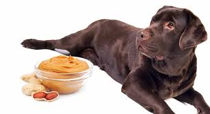 The peanuts to look for are those. Can Dogs Eat Peanuts Is Peanut Butter Good For Dogs
