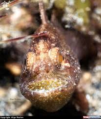 Cardinal Fish With Eggs In Lembeh Indonesia Fish Fish Pet Marine Life