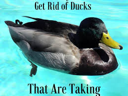 If you do not have bird netting, you can use a fishing line to create aerial obstructions around the pool area. 14 Simple Tips For Keeping Ducks Away From Your Pool Dengarden Home And Garden