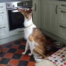 Many of our customers bring us design ideas for their own grey and white kitchen remodel from pinterest or houzz, so we figured it would be helpful to compile some of our favorite. 440 Sight Hounds Ideas In 2021 Sighthound Dog Breeds Whippet