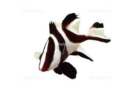 センネンダイ 幼魚 写真素材 [ 5900470 ] - フォトライブラリー photolibrary