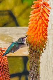 Check spelling or type a new query. 5 Beautiful Plants To Attract Hummingbirds To Your Patio Landscape