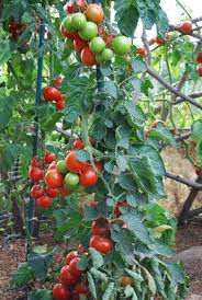 Fry them or use them in salsa and relish. Tomato Plant Tall But No Fruit Cromalinsupport