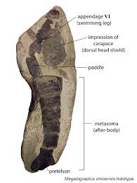 Image result for Osyridicarpos