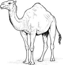 I add the contour lines of the neck and the rough shapes of two humps on the back, and mark the tail line. Pin On Middle Eastern And Egyptian Culture Studies