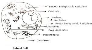 Microscopy and the interpretation of cell structures. Make Sketches Of Animal And Plant Cells Which You Observe Under The Microscope