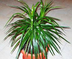 Dracaena Yapraklari Neden Sararir Bitkinin Tedavisi Ve Bakimi Dracaena Yapraklar Sararir Ve Duserse Ne Yapmali