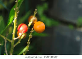 Image result for Allophylus torrei