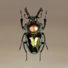 Artist waterfall gallery, nyc plus one gallery, london. Kai Fine Art ê¹€ì˜ì„± Young Sung Kim Hyper Realistic Paintings Beetle Art Realistic Paintings