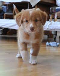 I Give You Leia The Nova Scotia Duck Tolling Retriever I Shall Get Her A Companion And I Shall Call Him Han Cute Baby Dogs Puppies And Kitties Retriever Puppy