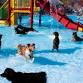 Dog Day at Otter Beach