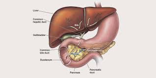 Pin By Ingrid Clark On Human Body Human Liver Anatomy Liver Anatomy Human Liver