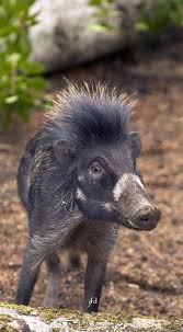 Visayan Warty Pig Sus Cebifrons Is A Critically Endangered Species In The Pig Genus Sus Animals Animals Beautiful Rare Animals