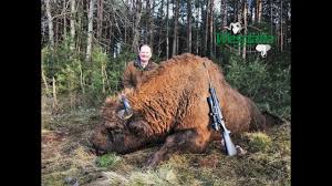 A related buffalo, bison bonasus, of europe, less shaggy and slightly larger than the american bison: Jagd Auf Wisent In Weissrussland Youtube