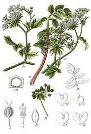 Image result for Berula erecta