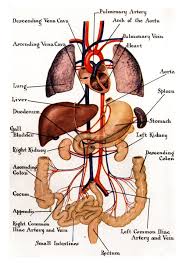 Almost every organ is made up of various parts which can also be named separately as organs. Inside And Names Human Anatomy Picture Human Body Diagram Human Organ Diagram