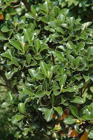 Find everything you need for your local movie theater near you. Dwarf Yeddo Hawthorn Calloway S Nursery