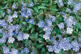Creeping speedwell is a low growing evergreen groundcover that grows up to 5 inches high and 15 inches wide. Veronica Georgia Blue Tesselaar