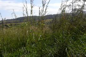 Image result for Hyparrhenia cymbaria