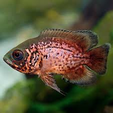 Due to their size, it is important that you have enough. Red Oscar Tropical Fish For Freshwater Aquariums