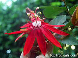 Image result for Passiflora vitifolia