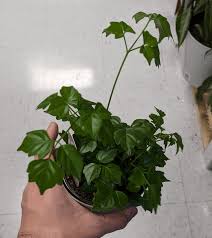 Image result for Rhoicissus