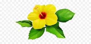 Check spelling or type a new query. Hibiscus Yellow Bloom Flower Border Flowers White Bouqu Yellow Hibiscus Flower Clipart Png Yellow Flower Transparent Background Free Transparent Png Images Pngaaa Com