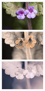 Ground ivy with white flowers. Glechoma Hederacea Wikipedia