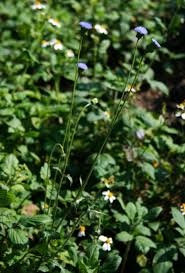 Image result for Crassocephalum bauchiense