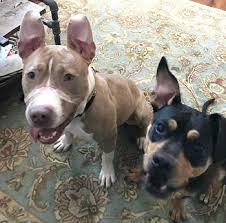 Check spelling or type a new query. Giving Second Chances The Animal Rescue League Of Iowa