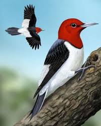 Black And White Bird With Red Throat Ohio Red Headed Woodpecker Woodpecker Vintage Birds Animal Drawings