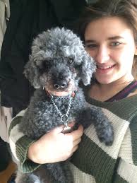 This cutie looks more like a little bichon but we were told she's a mini  poodle. Whatever she is, she is a sweetheart that is looking for a forever  home.