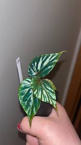 Image result for Begonia kisuluana