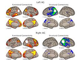 Functional and Structural Connectivity Maps – All Regions | Guenther Lab