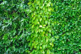 Maybe you would like to learn more about one of these? Tres Tipos De Plantas En La Pared Como Fondo Jardin Y Decoracion Exterior Fotos Retratos Imagenes Y Fotografia De Archivo Libres De Derecho Image 61633435