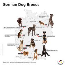 Profitez des réductions jusqu'à 40%! Deutschland De Happy Worlddogday Did You Know That Many Of The Most Popular Dog Breeds In The World Originally Come From Germany We Show You Which Ones They Are What S Your