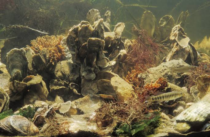 Oyster Reefs • Chesapeake Bay Foundation