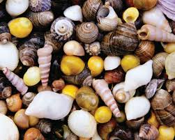 May I have a word in your shell-like?