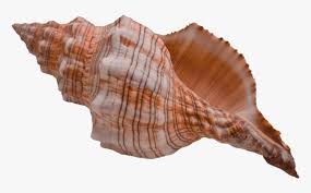 10 high quality clipart conch shell in different resolutions. Conch Shell Png Transparent Png Transparent Png Image Pngitem