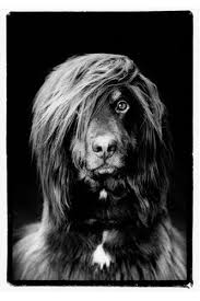 Coffee Table Books The Best New Art Books Dog Portraits Beautiful Dogs Dog Photograph