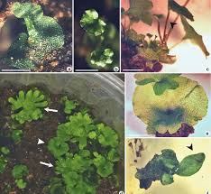 Image result for Doryopteris concolor