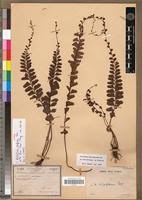 Image result for Adiantum comorense